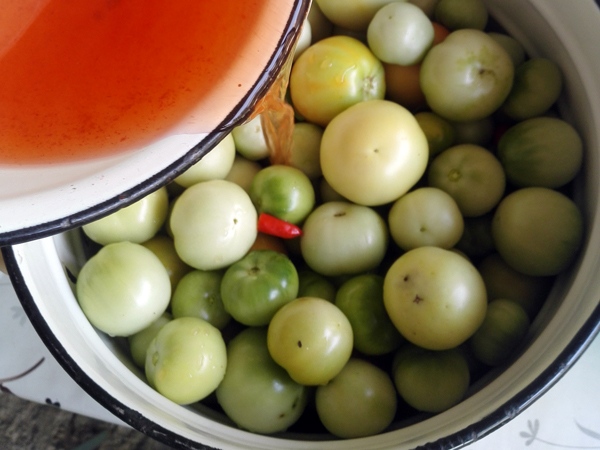 zelenye-pomidory (5)